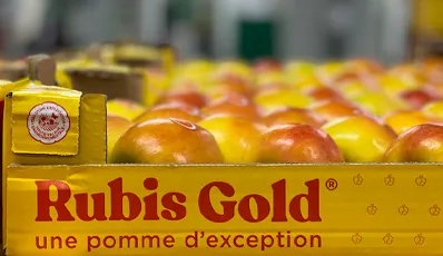 Rubis Gold